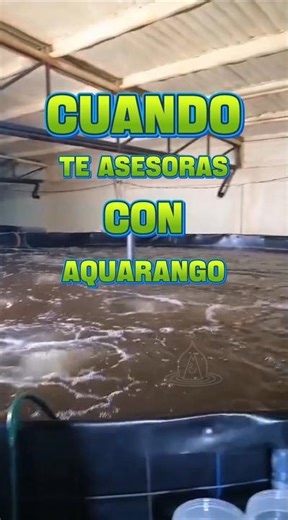 DATOS REALES📝, MEJORES DECISIONES🧠👌(Cono Imhoff) #sistemaintensivo #simbiotica #tilapia