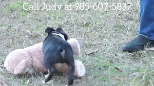 Located in Seminary MS we have Isaac and Oona who are presently available. If you are interested in bringing home one of these beautiful babies message me here or better yet give me a call at 985-607-5837 for more information. Have a great day and don't forget to share this video with your family and friends. 😊 | Judy's Bayou Bostons- Family Raised Boston Terrier Puppies!