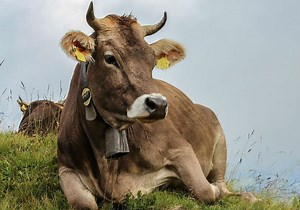 Swiss Locals Deny Citizenship to 'Annoying' Vegan
