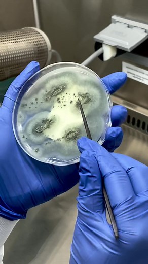 labtings101 on TikTok