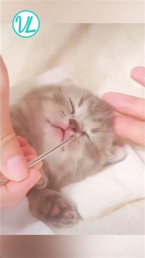 AWW Animals SOO Cute! Cute baby animals Videos Compilation