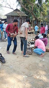 Little duck with big duck | Md Mamun Mia