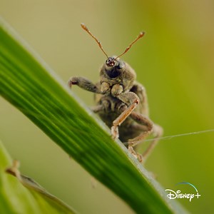 16K views · 450 reactions | So, can we call for a retake or...?  #ARealBugsLife, an Original series inspired by Pixar's A Bug's Life and narrated by Awkwafina, is now streaming on Disney+. | National Geographic Animals | Facebook