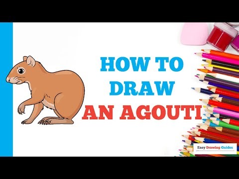 How to Draw an Agouti: Easy Step by Step Drawing Tutorial for Beginners
