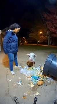 🗑️Pig Caught Red-Handed at the Trash Can!