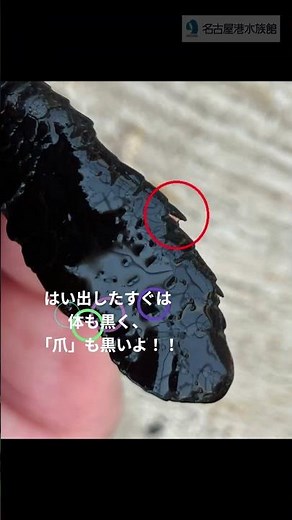 「爪」を観察してみよう！～アカウミガメ～ #shots #名古屋港水族館