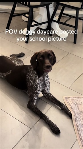 Should’ve practiced in the mirror more….#doggydaycare #gsp #germanshorthairpointer #fyp