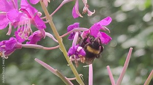 Yellow-black bumblebee on a fireweed flower. Summer day, a large yellow-black bumblebee sits on a pink fireweed flower and eats nectar from the flower. The insect hardly wiggles.