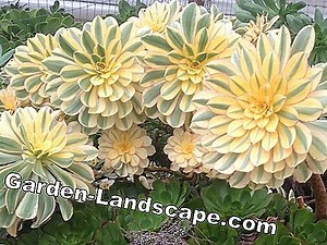Plants: Rosettendickblatt, Aeonium arboreum - care and propagation | 2025
