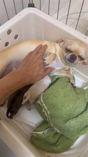 高砂 和世 on Instagram: "#decoチワ #decocoの子はみんな可愛すぎる #クリンベビー #パパはヒカル #ちわわ大好き #チワワブリーダー 優しい子煩悩なママ クリン💓 最後の出産で 可愛いホワイト系男の子と レッドの女の子を 産んでくれました❣️ 可愛いママとベビーたん👶👶👶 最後だから スムースの子いたら 残せたらいいな🥰 ママもベビーも元気いっぱい😁 成長が楽しみです♪"