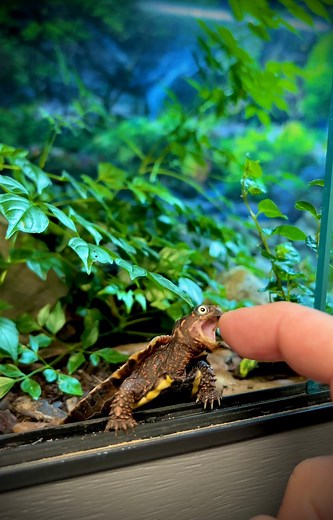 330K views · 9.5K reactions | Total Butthole  #babyturtle #geoemydaspengleri #reelsviral #animalsanctuarylife #otistheturtle #backyardoasis #tortoise #reptilesanctuary #turtle #turtles #babytortoise #gardenstatetortoise #turtlecare #turtlelife #turtlelover | Garden State Tortoise | Facebook