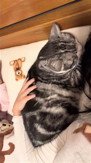 From Kitten to Pig: A Heartwarming Transformation