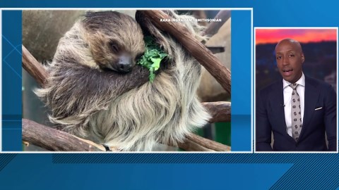 Athena the sloth dies at the National Zoo