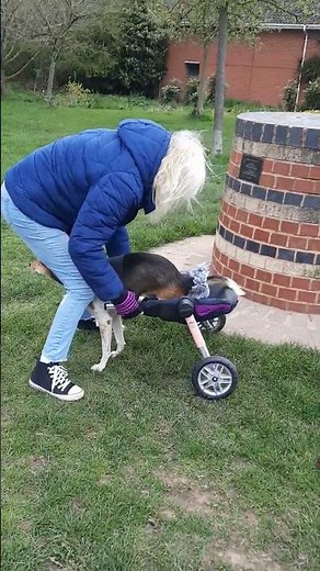 how to put your dog in a walkin wheels wheelchair