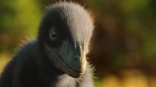 Prehistoric Giants on Instagram: "Deinonychus Deinonychus is a genus of dromaeosaurid theropod dinosaur with one described species, Deinonychus antirrhopus. This species, which could grow up to 3.4 meters (11 ft) long, lived during the early Cretaceous Period, about 115–108 million years ago (from the mid-Aptian to early Albian stages). Fossils have been recovered from the U.S. states of Montana, Utah, Wyoming, and Oklahoma, in rocks of the Cloverly Formation and Antlers Formation, though teeth 