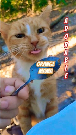 I'm Getting Mines🧡Says Orange Tabby Cat (rare female) #shorts