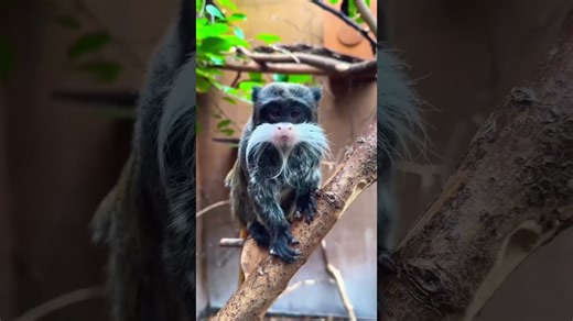 Meet the emperor tamarin monkey exploring its habitat