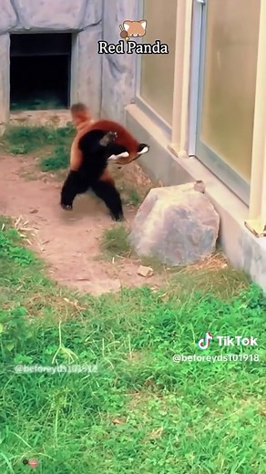 Red panda!So cute! 🥰🥰#redpanda #funnyanimals #fyp #cute #zoo | Red Panda