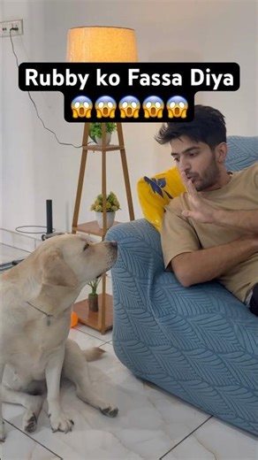 Ruby ko aj fasa diya😱 ll Rubby labrador ll #youtubeshorts #labradorretreiver #trendingshorts #funny