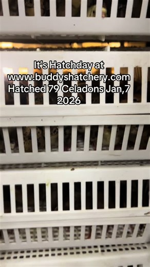 #quail #hatchday #coturnixquailoftiktok #buddyshatchery #chicks | quail