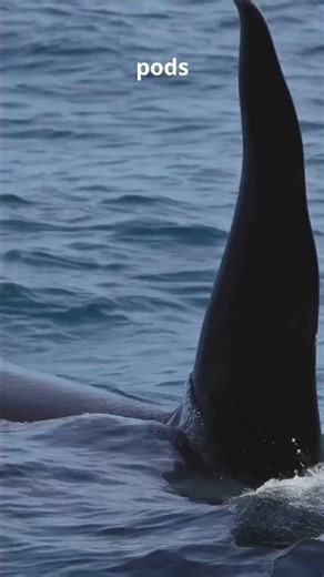 This is why Orcas rule Alaska
