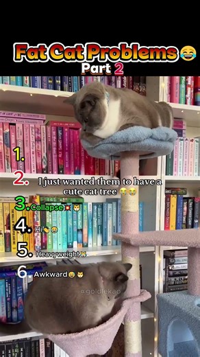 When Cats Get Too Fat 😂🐱 #funny