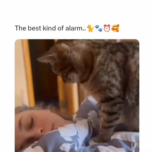 Arizona Lampard on Instagram: "The Best Kind of Alarm Clock 🐾⏰ Some alarm clocks beep. Others walk on four paws. In this video, a cat starts the day the only way a cat knows how—by personally waking up their human. With gentle steps, curious paws, and perfect timing, the cat makes sure the morning doesn’t begin without them. It’s a simple moment, but one that many pet lovers instantly recognize. No loud sounds, no screens—just a quiet routine built on companionship. These small, everyday intera
