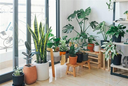 Five houseplant hacks you might not know, and the five easiest houseplants to grow