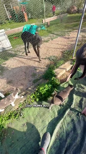 Andrea Cossu on Instagram: "⚠️ ABBIAMO BISOGNO DI VOI Per continuare a salvarne altri. Per continuare a garantire una vita degna ai 60 mici che già abbiamo. Seguici, condividi, commenta e se puoi dona anche solo 1€ al mese unendoti al nostro Teaming 🙏🏼🥹 𝗥𝗜𝗙𝗨𝗚𝗜𝗢𝗩𝗔𝗟𝗘𝗡𝗧𝗜𝗡𝗔 🐈 Puoi donare anche tramite 👇🏻 🏧 DONAZIONI BONIFICO INTESTATARIO Rifugio Valentina IBAN IT20M0326822300052772290650 🔵 DONAZIONI 𝗣𝗔𝗬𝗣𝗔𝗟 rifugiovalentina@gmail.com 🍛 𝗔𝗠𝗔𝗭𝗢𝗡 𝗪𝗜𝗦𝗛𝗟𝗜𝗦𝗧 mand