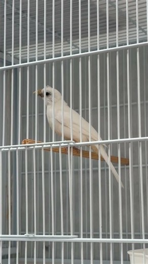 Trinca-Ferro Branco: Uma Mutação Raríssima Que Impressiona! 🤍🐦