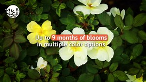 Brighter Blooms - Pink Rose of Sharon Althea Tree, 3-4 ft, No Shipping to AZ, OR