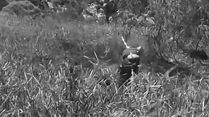 Bitter Springs (1950) Tommy Trinder, Chips Rafferty, Gordon Jackson