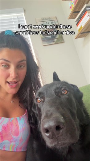 Adorable Gold Laboo Boo: A Diva in Training