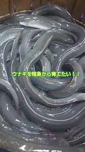 ウナギの稚魚『シラスウナギ』を飼育する。 #うなぎ #シラスウナギ#水槽 #アクアリウム#うなぎ釣り #福岡淡水株式会社