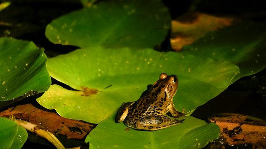 Ever try frog giggin'? Here's 5 things to know about it