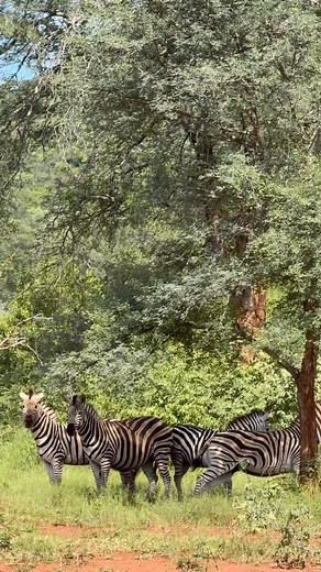 134 reactions | Does a zebra have white or black stripes? | SanWild Sanctuary | Facebook