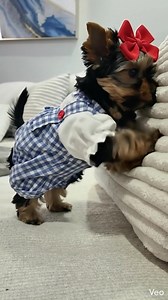 Tiny pup, BIG main character energy 🎀🐾💙 If this isn’t the cutest little outfit moment… I don’t know what is 😭✨ #Yorkie #YorkshireTerrier #PuppyReels #DogReels #TinyDog #CuteDogs #DogOutfit #PuppyFashion #SmallDog #DogsofInstagram #PetReels #ReelsViral #FYP #ViralReels #DogTok #InstaDogs #CutestPuppy #PuppyLove #Aww #MainCharacterEnergy | The Yorkies Club