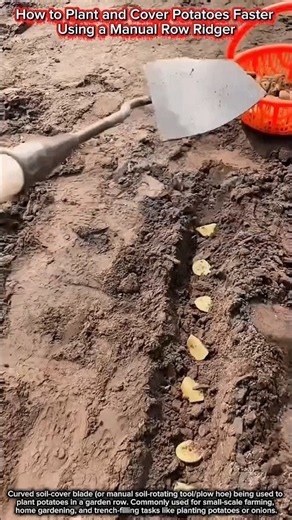 How to Plant and Cover Potatoes Faster Using a Manual Row Ridger