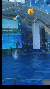 INSANE DOLPHIN SHOW! 😱 Dolphins at Nemo