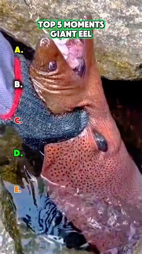 Top 5 Giant Eel Moments That Shocked Everyone