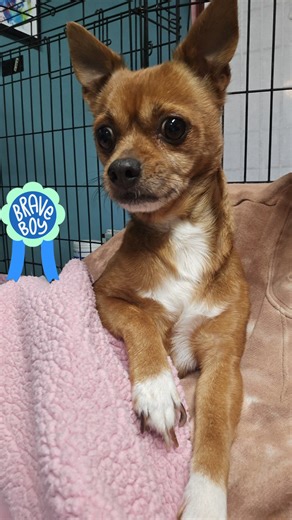 Look who let me hold him today! Angus is being a brave boy! | Pawsome Rescue Project Inc.