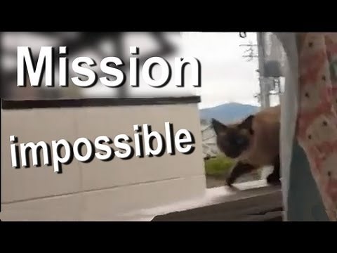 MISSION IMPOSSIBLE - PAROLE DE CHAT