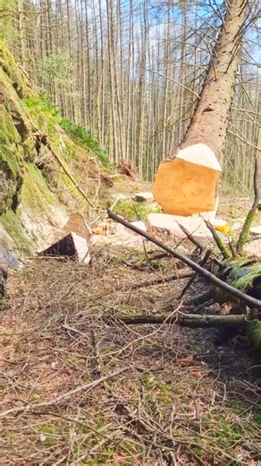 Felling a tree #usa #treeremoval | Tree Arborist