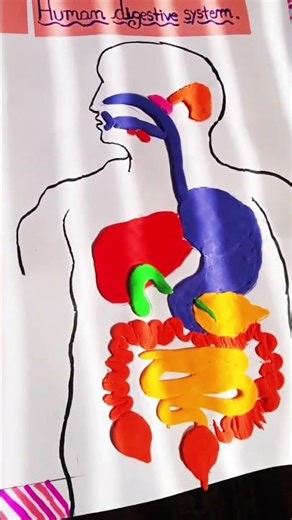 digestive system with clay