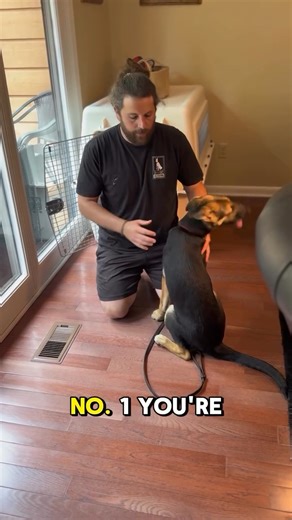 Vinnie Somma on Instagram: "Your dog should love the crate! It’s their safe space, and place to get deep rest. If entering the crate is stressful, everything that follows that event will be associated with that. However if you make walking into the crate relaxed and easy, once again, everything else behind that will follow suit. The first time getting this puppy in (of course we didn’t film that) it looked absolutely awful, for about 7 seconds. Awful. Most people don’t know how hard they can, or