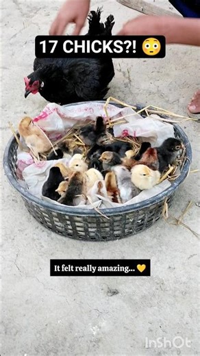 WAIT… 17 Chicks Hatched?! 😳 20 Eggs Surprise | USA Backyard Chicken #babychicks #shorts