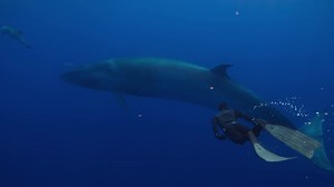 As shimmering shoals of fish gather, dolphin and submarine-like Sei whales power in to feed. When they sweep past, the wake they create picks you up like a leaf on the wind, tumbling you over and over. From Whale with Steve Backshall @Skytv @truetonatureuk @fremantle | Steve Backshall