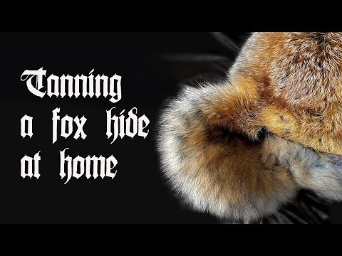 Tanning a fox hide for taxidermy with Krowtann 2000