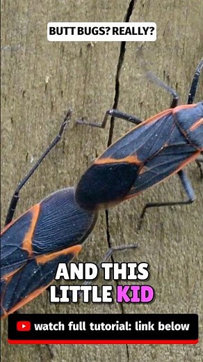 Stop Boxelder Bugs FAST (Before They Invade Your House!) #BoxelderBugs #DIYpestcontrol #GetRidOfBugs