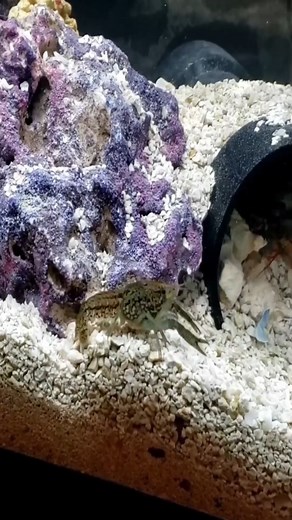 Peacock Mantis Shrimp Live Feeding Crayfish #rexthemantis #saltwatertank #mantisshrimp | Bryce Hall